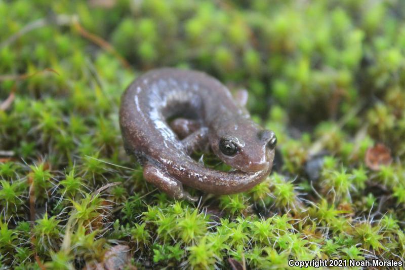 Shasta Salamander (Hydromantes shastae)