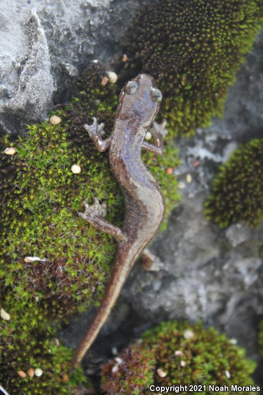 Shasta Salamander (Hydromantes shastae)