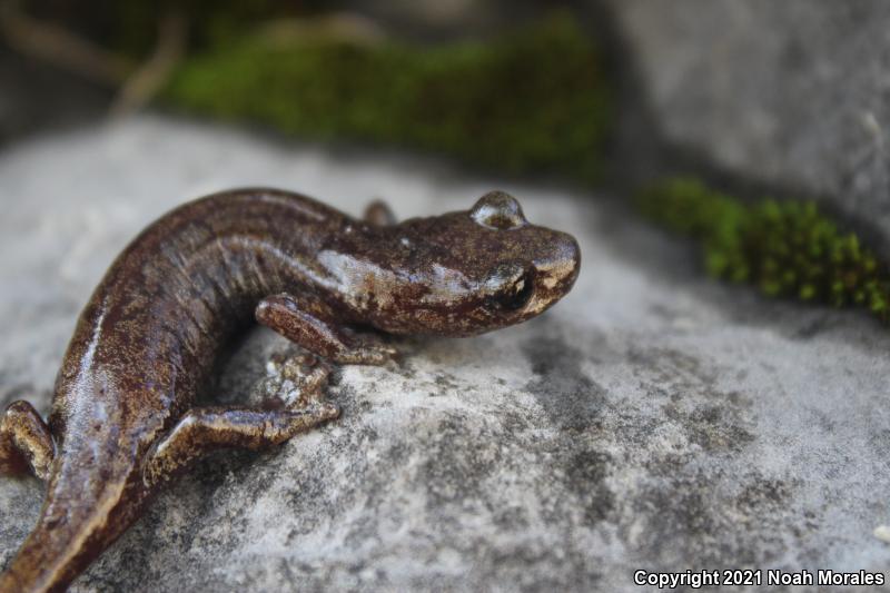 Shasta Salamander (Hydromantes shastae)