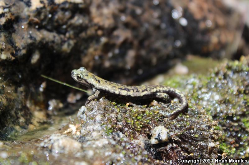 Mount Lyell Salamander (Hydromantes platycephalus)