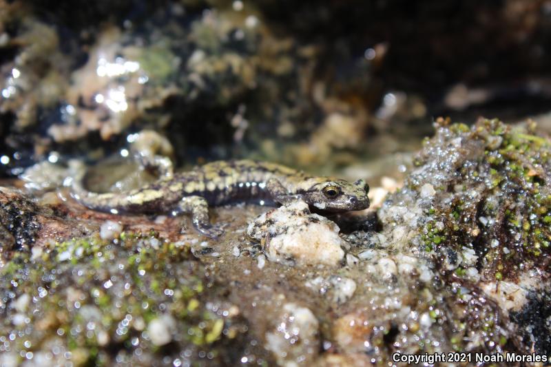 Mount Lyell Salamander (Hydromantes platycephalus)