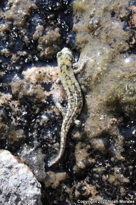 Mount Lyell Salamander (Hydromantes platycephalus)