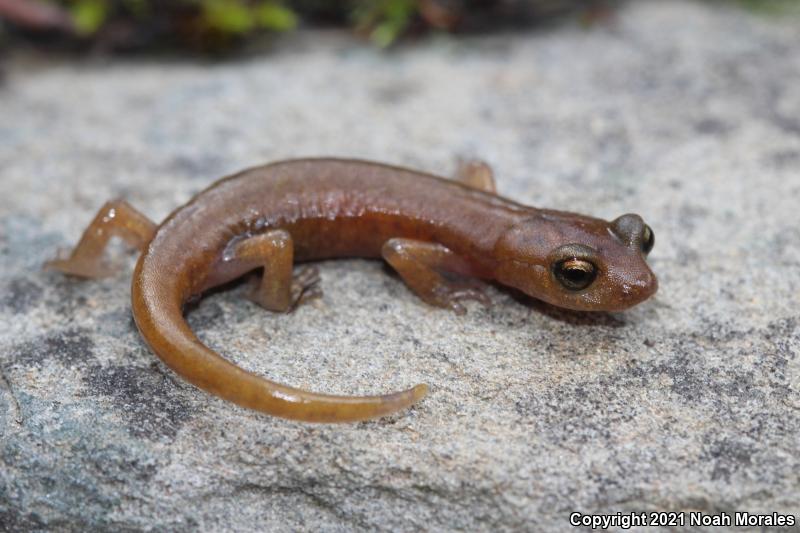 Limestone Salamander (Hydromantes brunus)