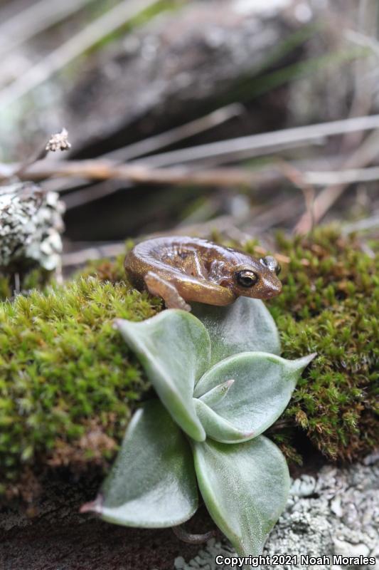 Limestone Salamander (Hydromantes brunus)