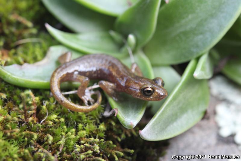 Limestone Salamander (Hydromantes brunus)