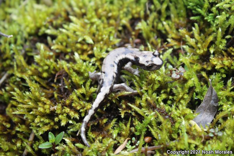 Mount Lyell Salamander (Hydromantes platycephalus)