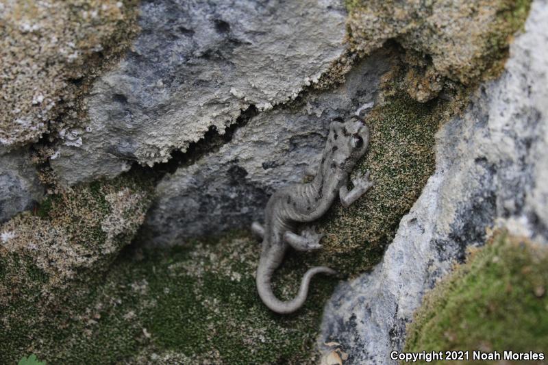 Mount Lyell Salamander (Hydromantes platycephalus)