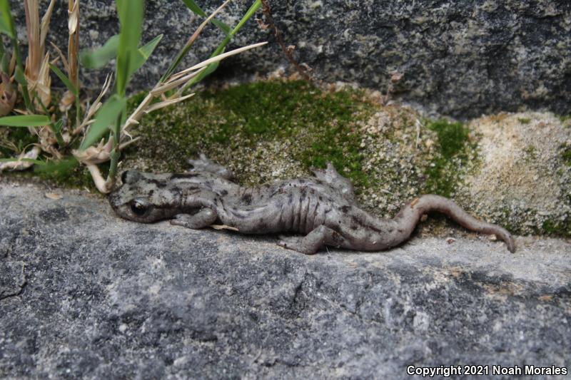 Mount Lyell Salamander (Hydromantes platycephalus)