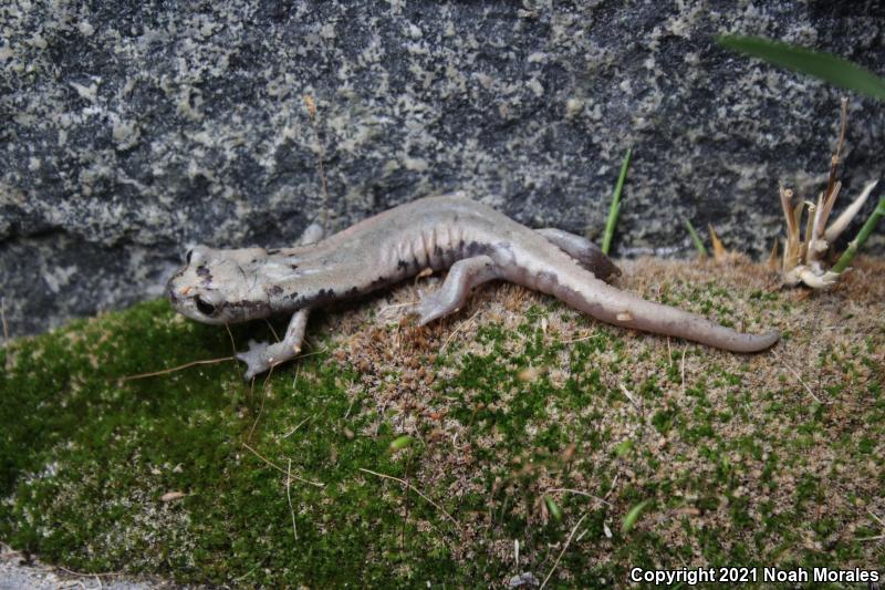 Mount Lyell Salamander (Hydromantes platycephalus)