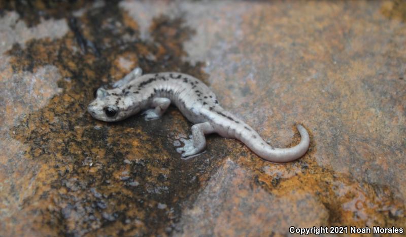 Mount Lyell Salamander (Hydromantes platycephalus)