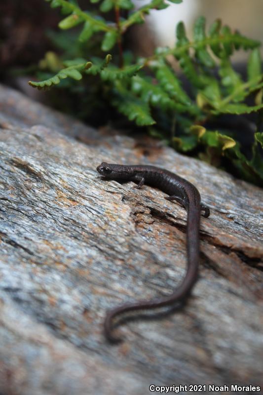 Hell Hollow Slender Salamander (Batrachoseps diabolicus)