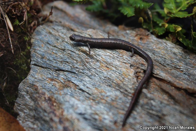 Hell Hollow Slender Salamander (Batrachoseps diabolicus)