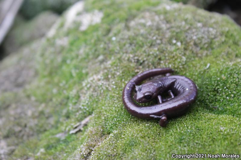 Inyo Mountains Salamander (Batrachoseps campi)