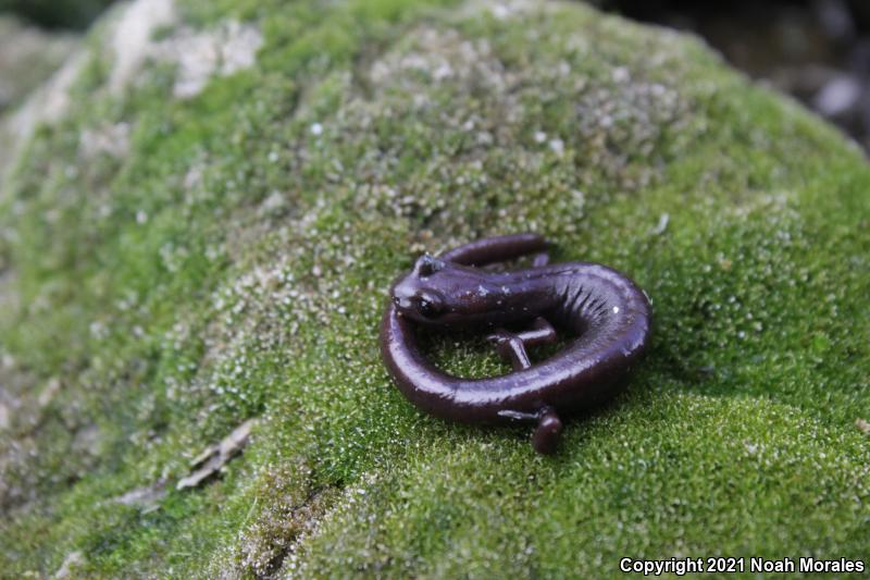 Inyo Mountains Salamander (Batrachoseps campi)