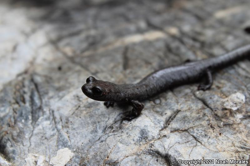 Inyo Mountains Salamander (Batrachoseps campi)