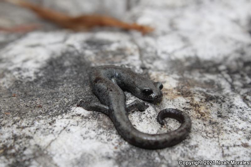 Inyo Mountains Salamander (Batrachoseps campi)