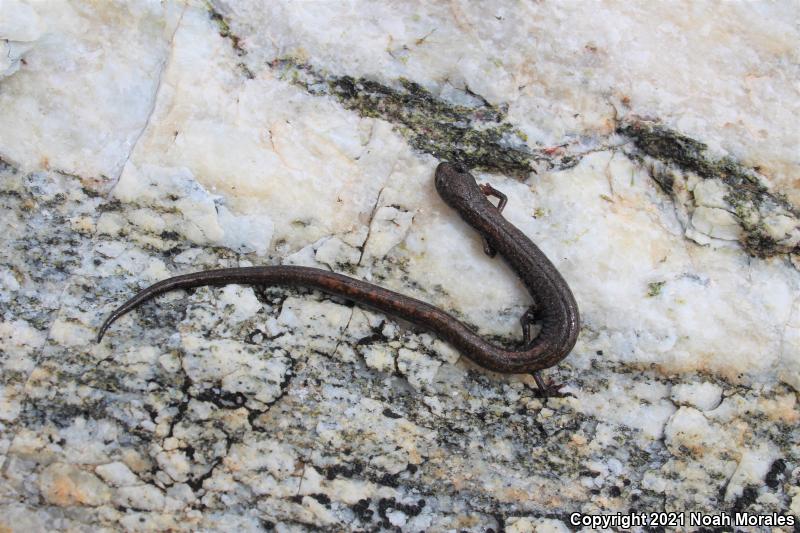 San Gabriel Mountains Slender Salamander (Batrachoseps gabrieli)