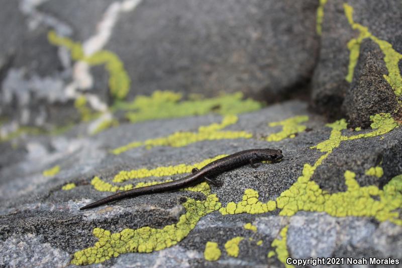 San Gabriel Mountains Slender Salamander (Batrachoseps gabrieli)