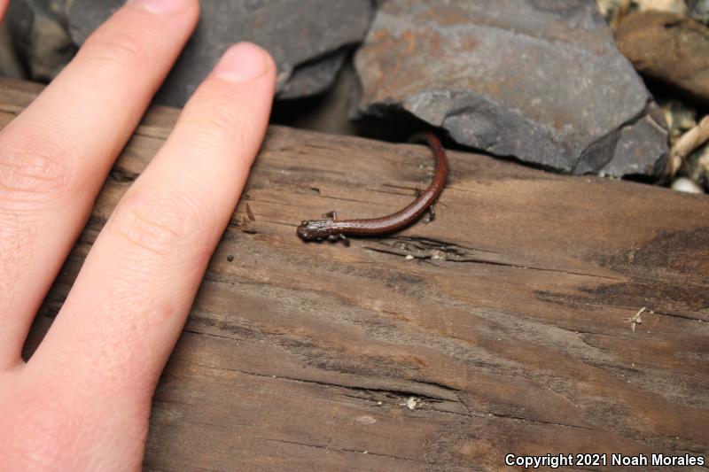 Gabilan Mountains Slender Salamander (Batrachoseps gavilanensis)