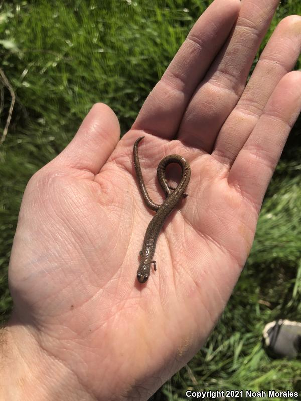 Gregarious Slender Salamander (Batrachoseps gregarius)