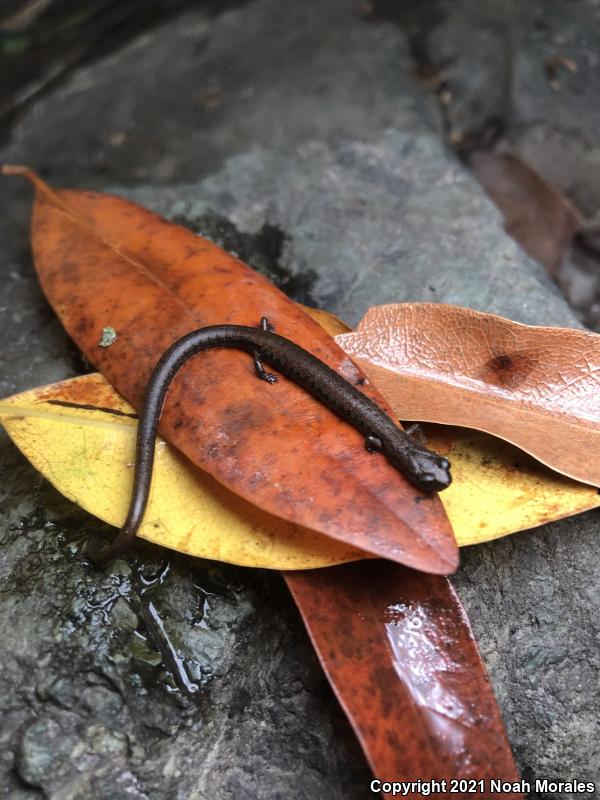 San Simeon Slender Salamander (Batrachoseps incognitus)