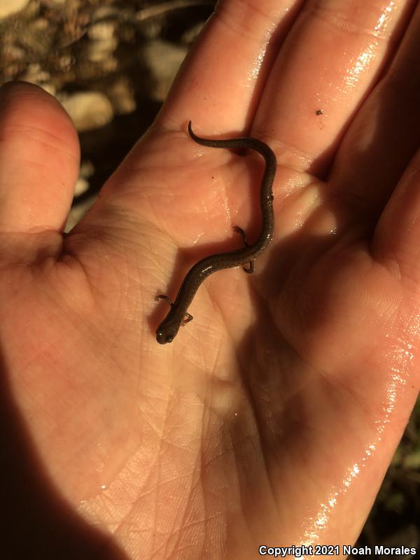 San Simeon Slender Salamander (Batrachoseps incognitus)