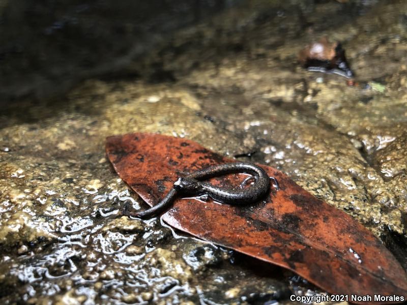 San Simeon Slender Salamander (Batrachoseps incognitus)