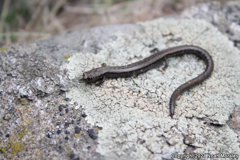 Relictual Slender Salamander (Batrachoseps relictus)