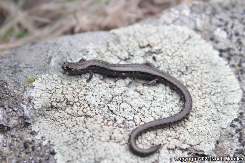 Relictual Slender Salamander (Batrachoseps relictus)