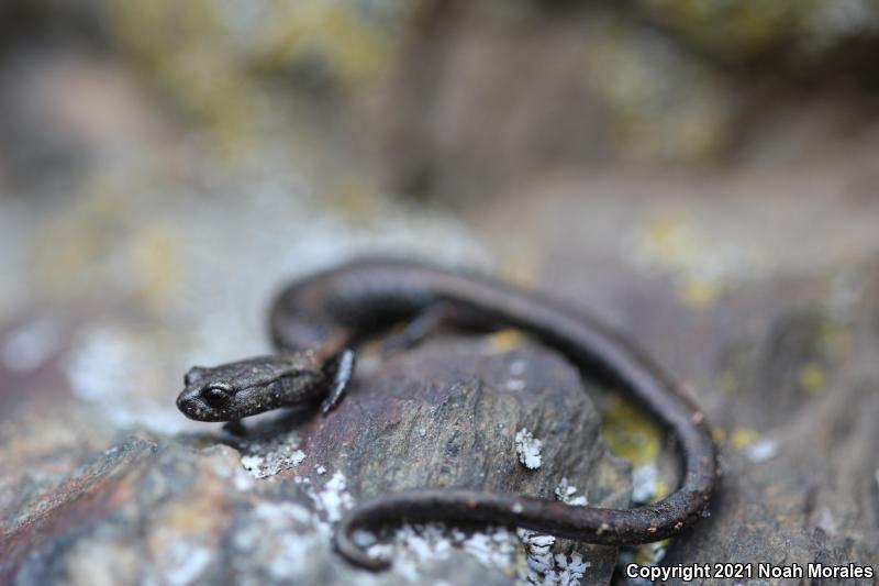 Sequoia Slender Salamander (Batrachoseps kawia)