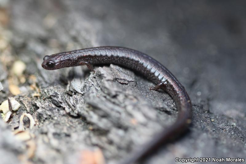 Santa Lucia Mountains Slender Salamander (Batrachoseps luciae)