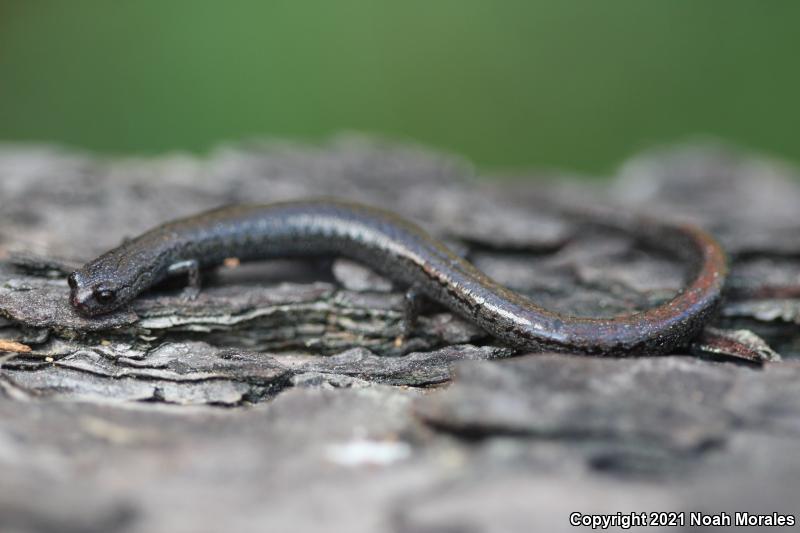 Santa Lucia Mountains Slender Salamander (Batrachoseps luciae)