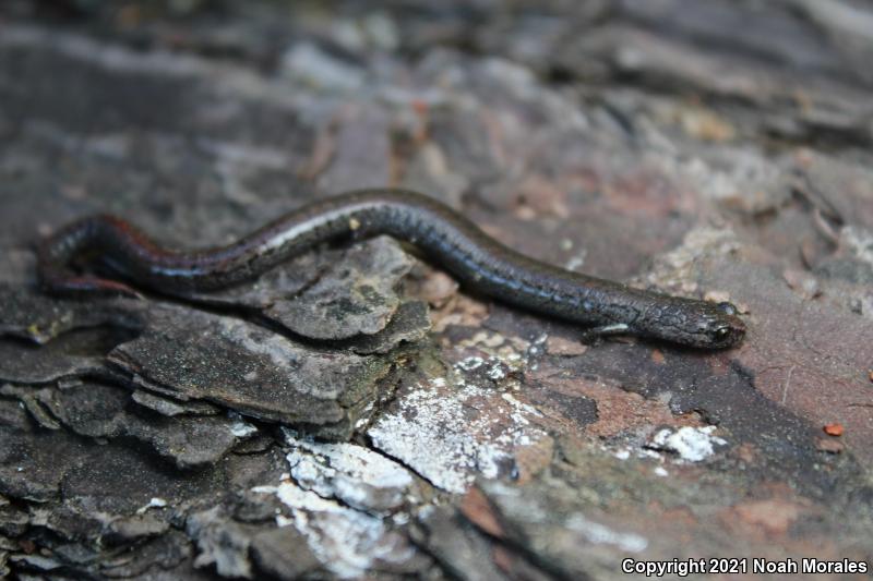 Santa Lucia Mountains Slender Salamander (Batrachoseps luciae)