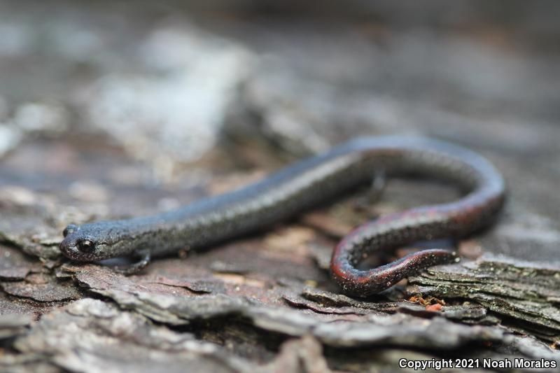 Santa Lucia Mountains Slender Salamander (Batrachoseps luciae)