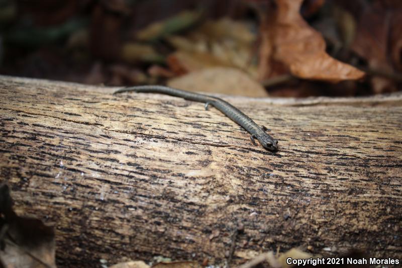 Lesser Slender Salamander (Batrachoseps minor)