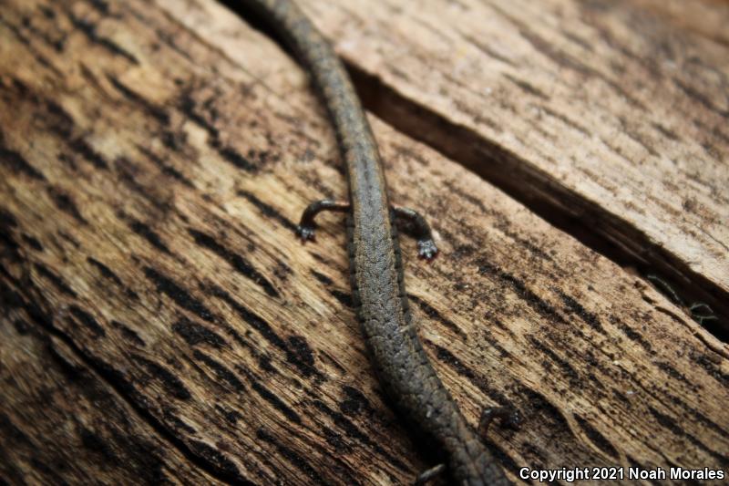 Lesser Slender Salamander (Batrachoseps minor)