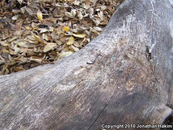 Black-bellied Slender Salamander (Batrachoseps nigriventris)