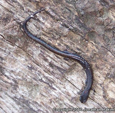 Black-bellied Slender Salamander (Batrachoseps nigriventris)