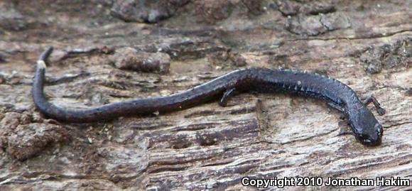 Black-bellied Slender Salamander (Batrachoseps nigriventris)