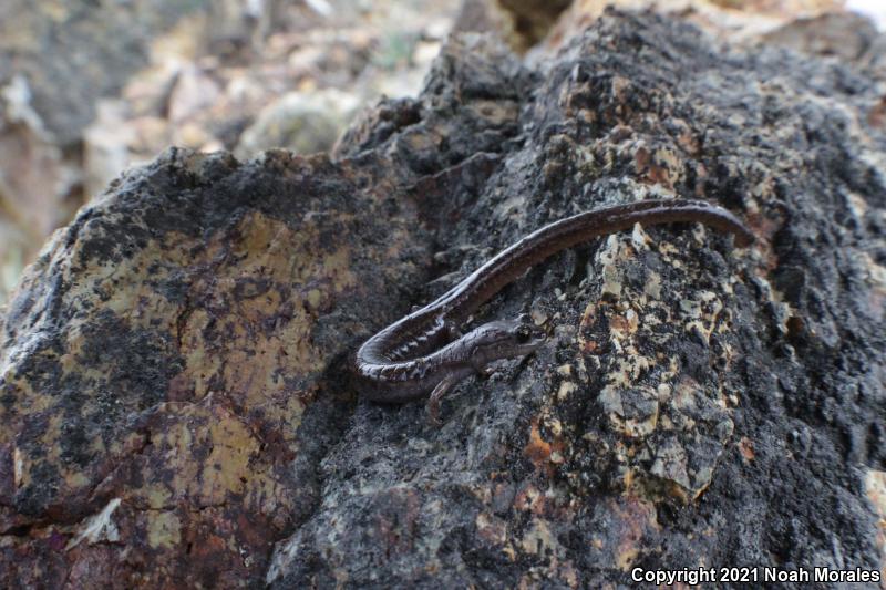 Channel Islands Slender Salamander (Batrachoseps pacificus)