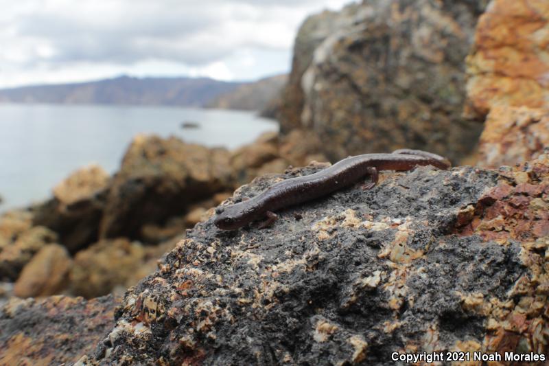 Channel Islands Slender Salamander (Batrachoseps pacificus)