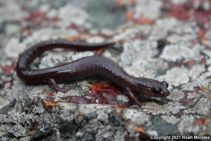 Channel Islands Slender Salamander (Batrachoseps pacificus)