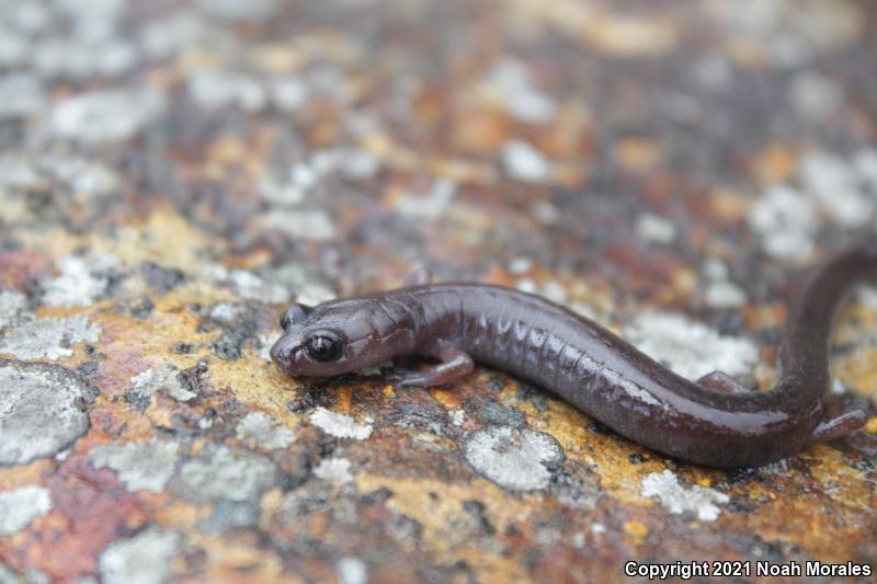 Channel Islands Slender Salamander (Batrachoseps pacificus)