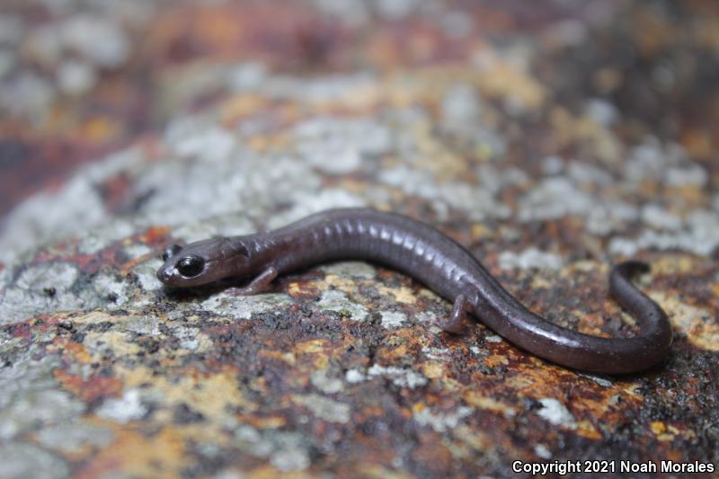 Channel Islands Slender Salamander (Batrachoseps pacificus)