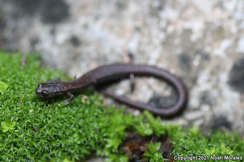 Kings River Slender Salamander (Batrachoseps regius)