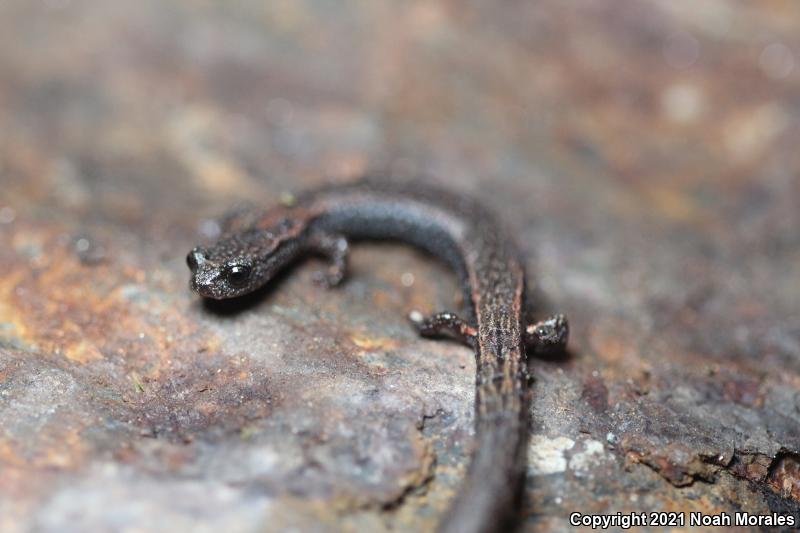 Kings River Slender Salamander (Batrachoseps regius)