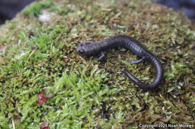 Kern Plateau Salamander (Batrachoseps robustus)