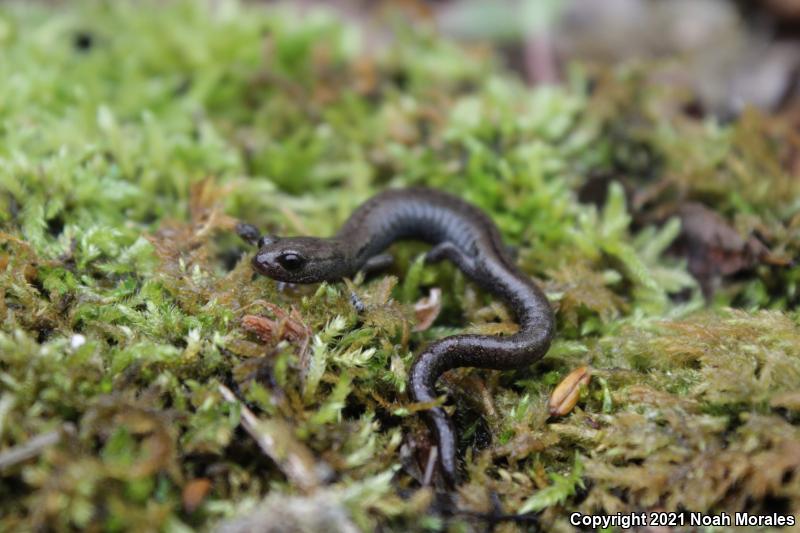 Kern Plateau Salamander (Batrachoseps robustus)