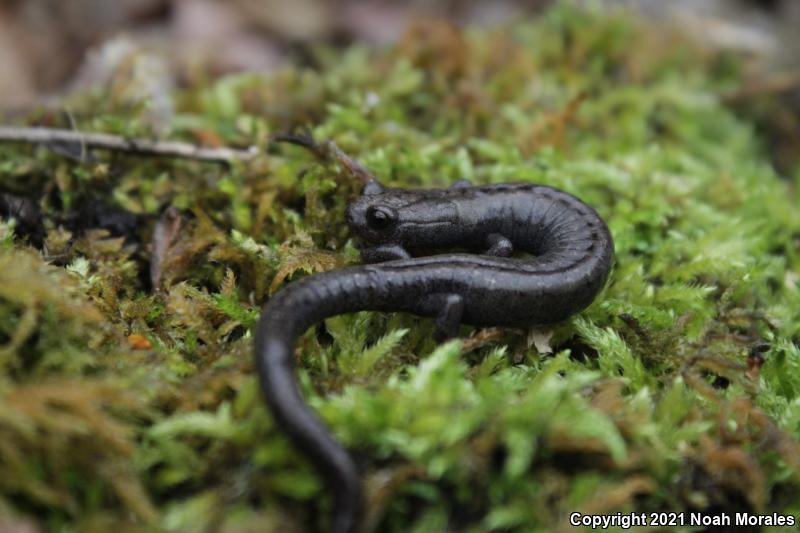 Kern Plateau Salamander (Batrachoseps robustus)