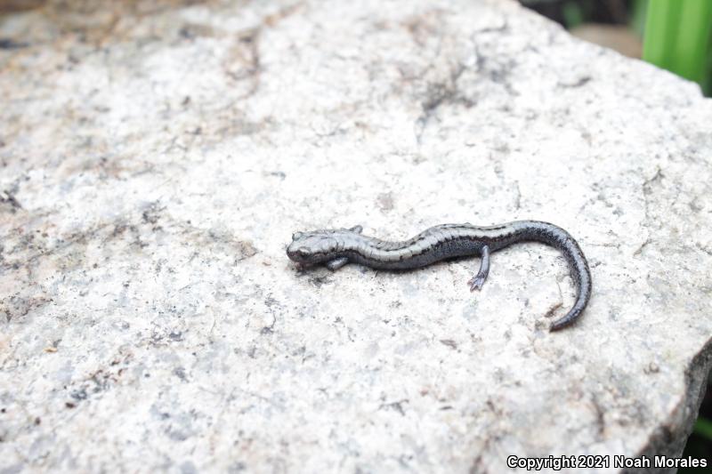 Kern Plateau Salamander (Batrachoseps robustus)